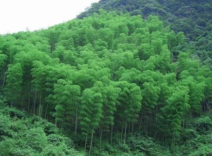 竹材產業(yè),竹產品